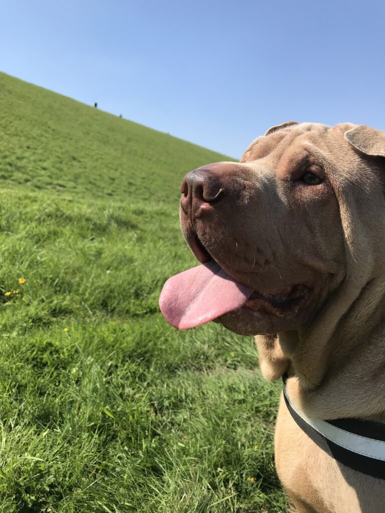 Winston, a male Shar Pei, who is owned by a clinical animal behaviourist in Kent