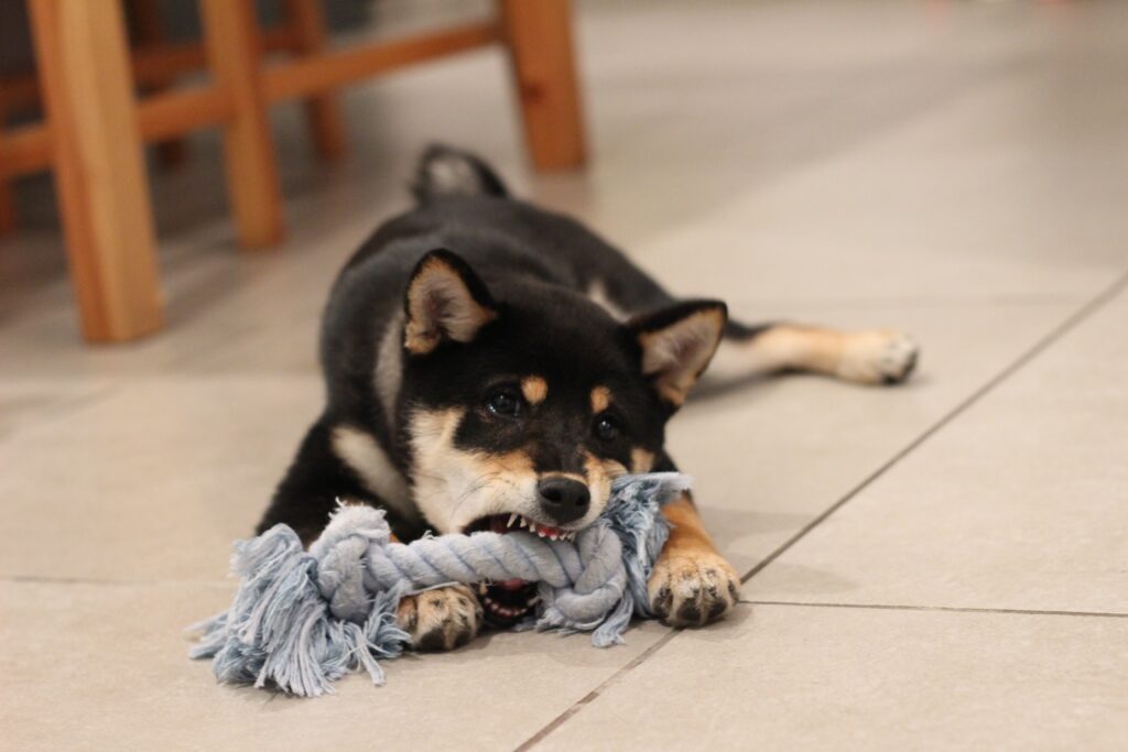 Shiba Inu puppy chewing on a rope toy