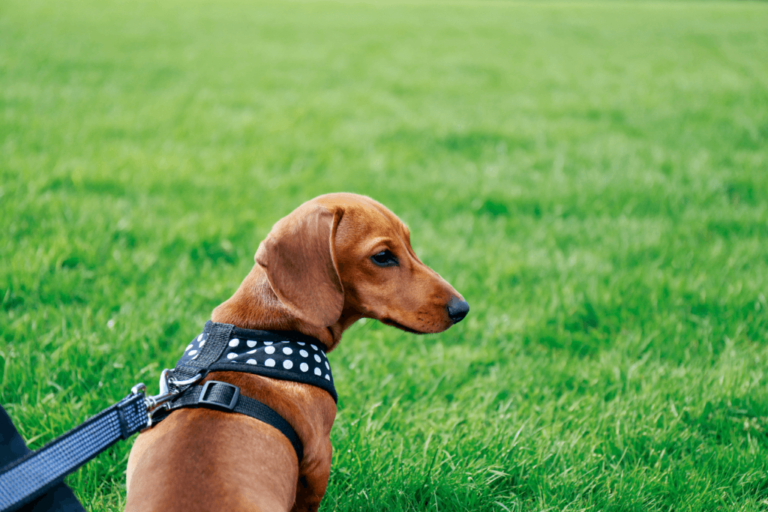 Dachshund learning how to socialise