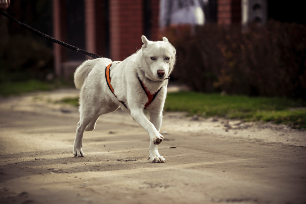 large white dog wearing lead and harness