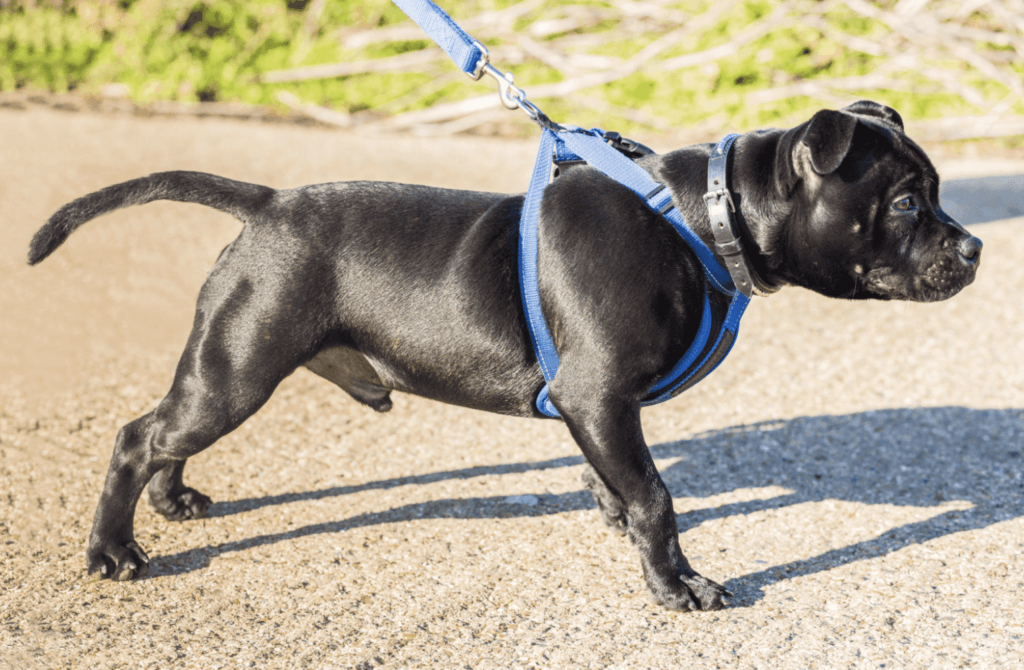 reactive dog leaning forwards