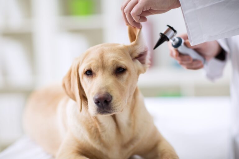vet referral for dog behaviour