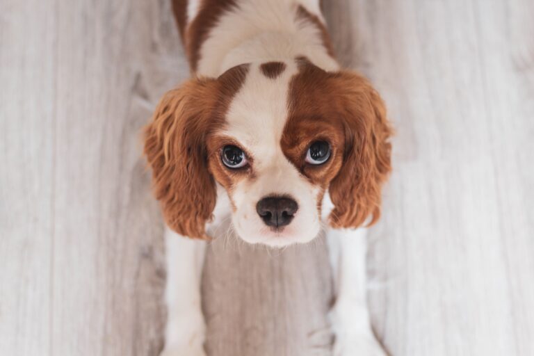 spaniel looking up at camera