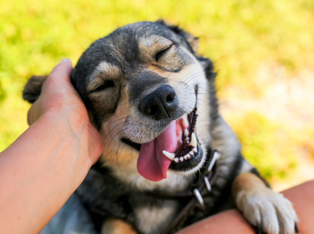 sound desensitisation for dogs