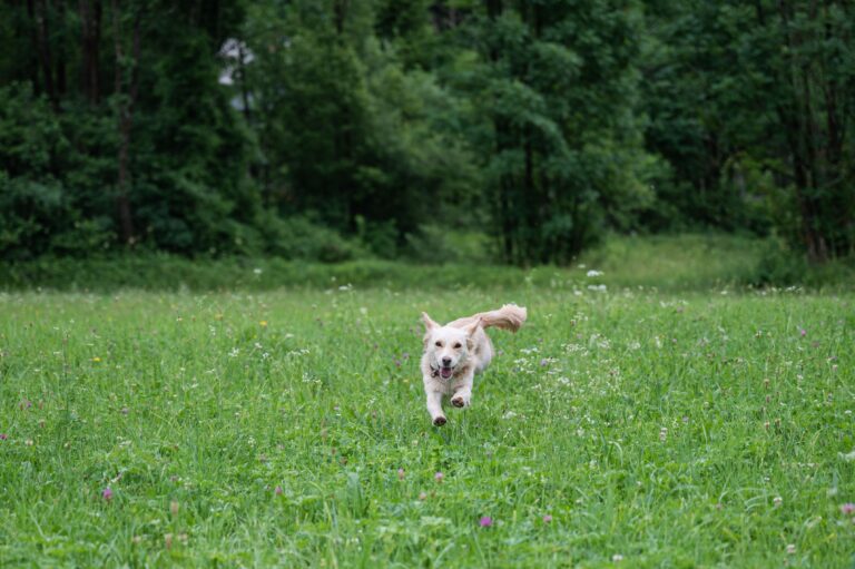 Dog recall