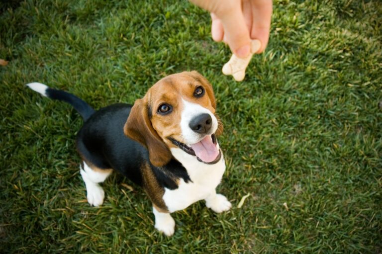 reward based dog training - person giving a dog a treat