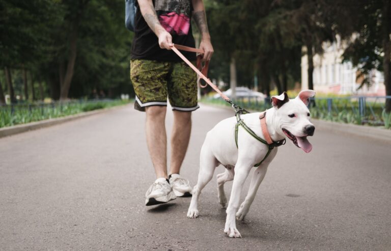 dangerous dogs act