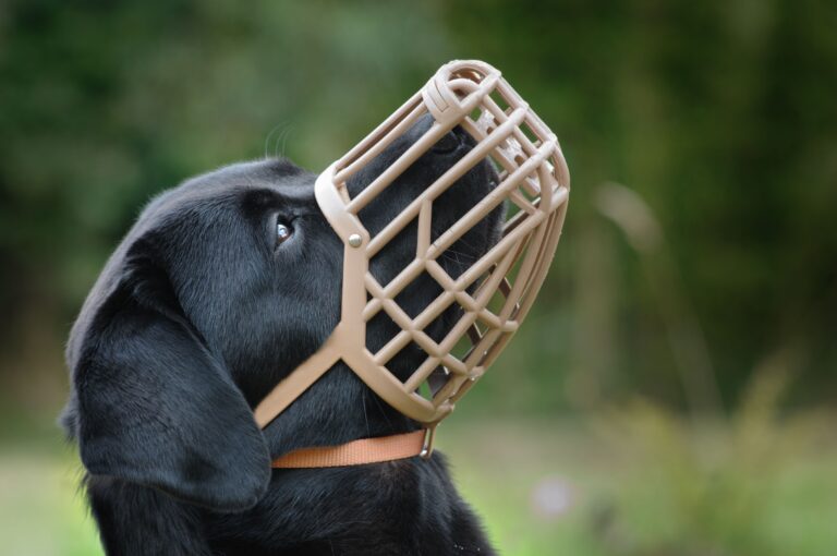 How to muzzle train a dog