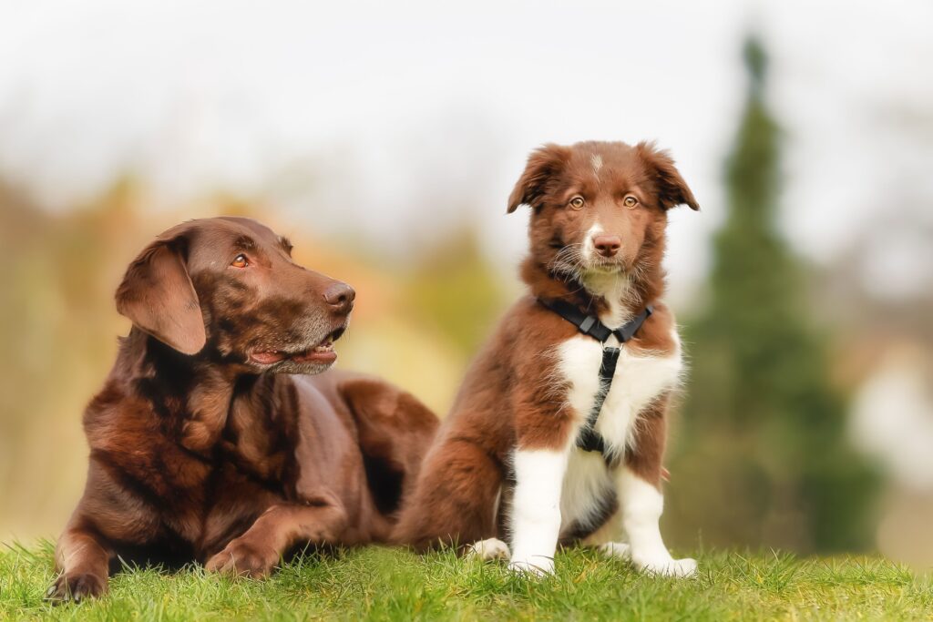Puppy socialisation period