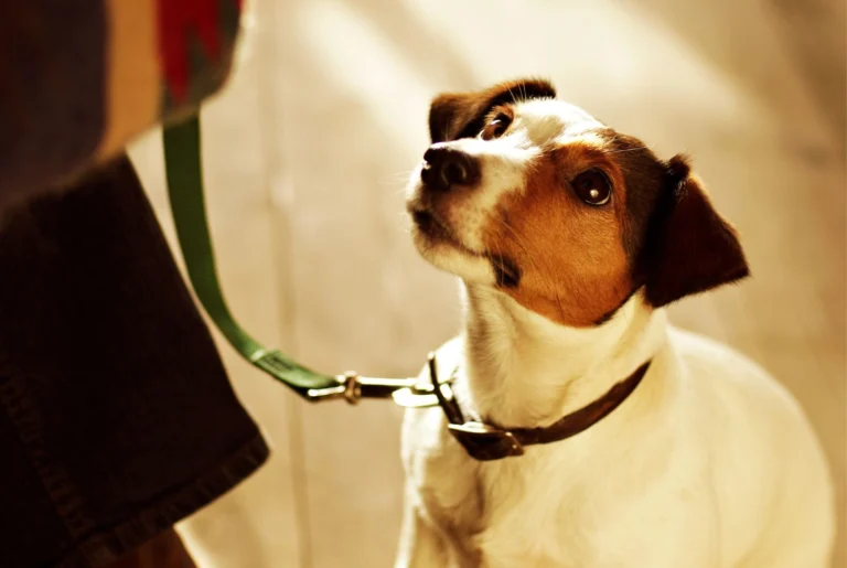 Jack Russell sitting looking up at a person holding a treat during a one-to-one dog training session