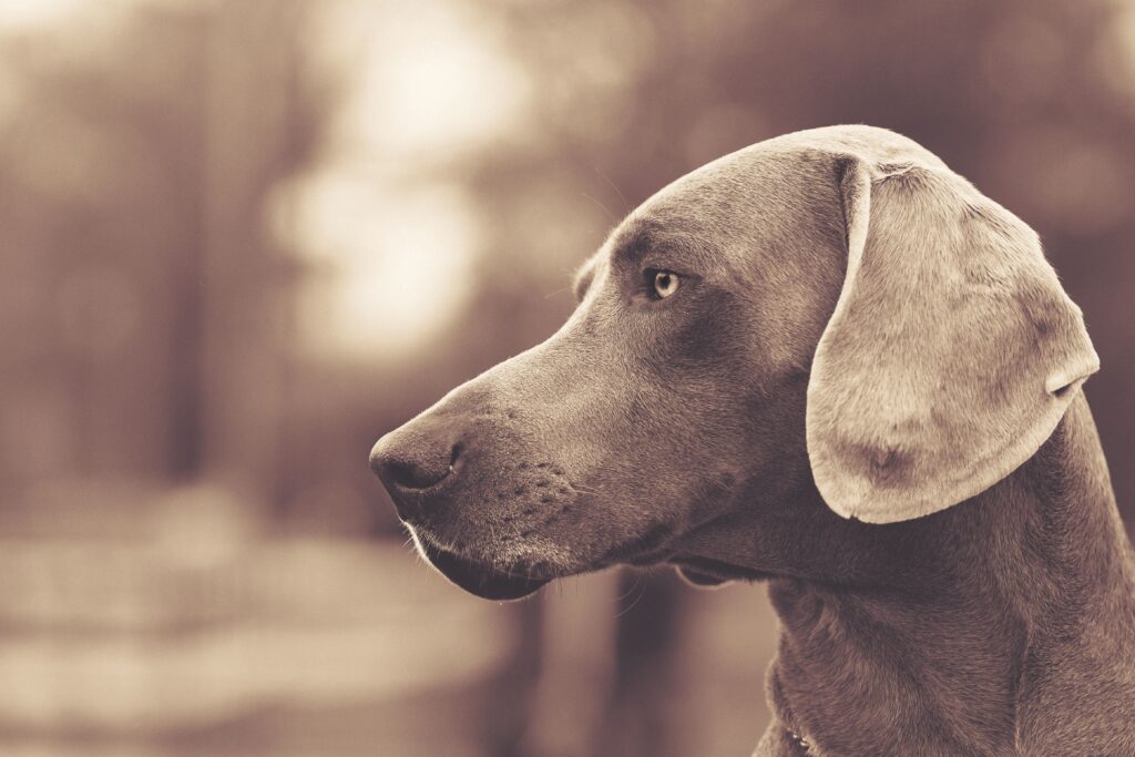dog looking to the side