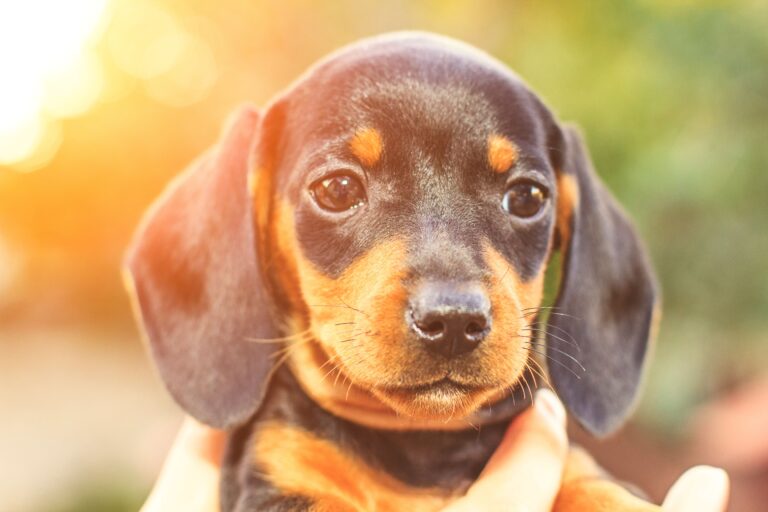 Choose a dog: a Dachshund puppy