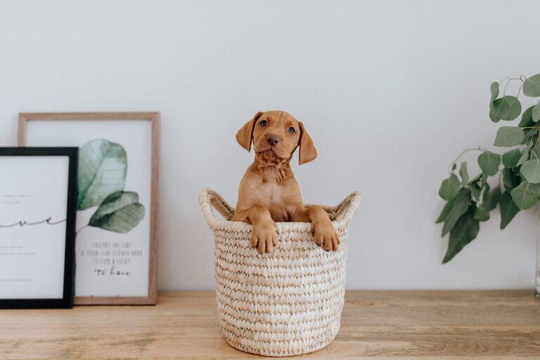Am I ready for a dog? Brown puppy in woven basket