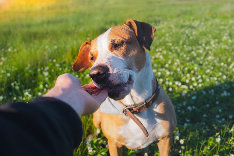 Person deciding what the best reward for their dog is by offering a treat