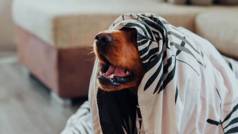 A dog hiding under a blanket during Bonfire Night fireworks
