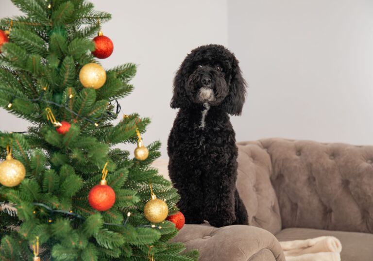 Black dog sitting next to Christmas tree for dog Christmas present ideas guide