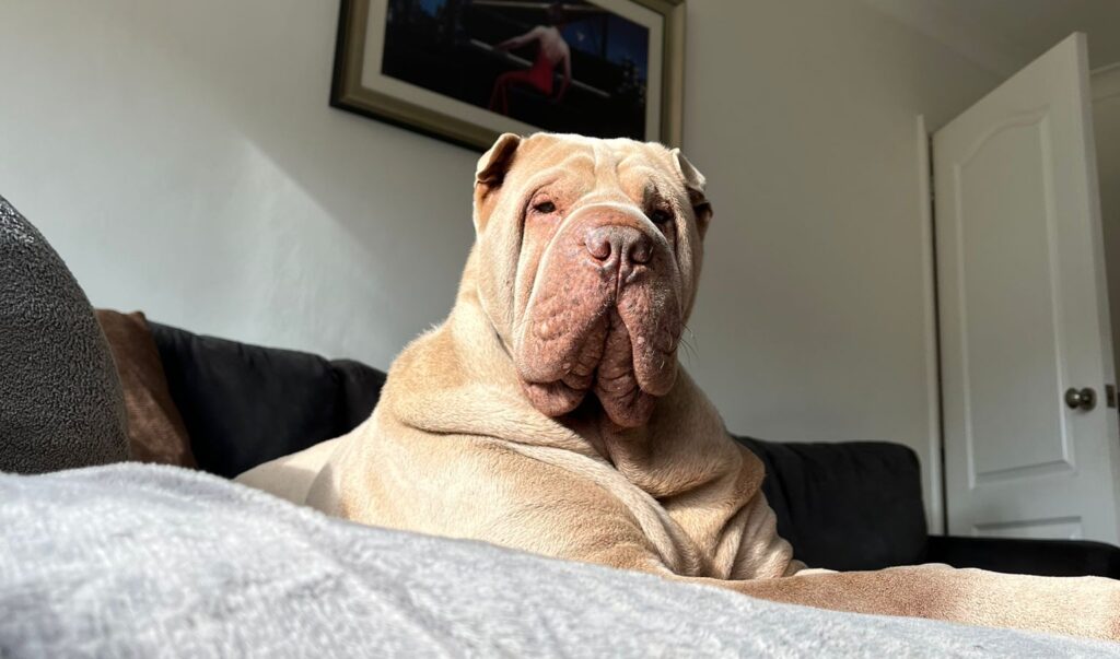 Winston, my very own reactive dog