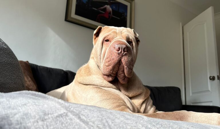 Winston, my very own reactive dog