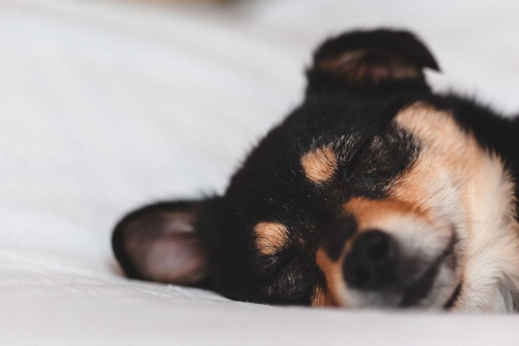 Dog sleeping during crate rest