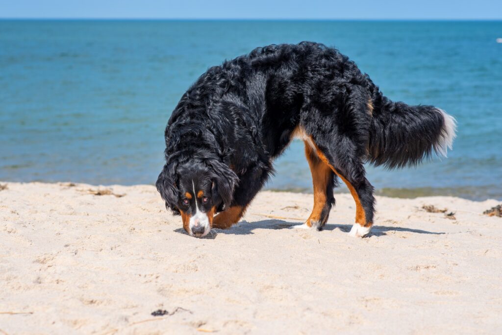 non food dog enrichment ideas: dog sniffing on the sand
