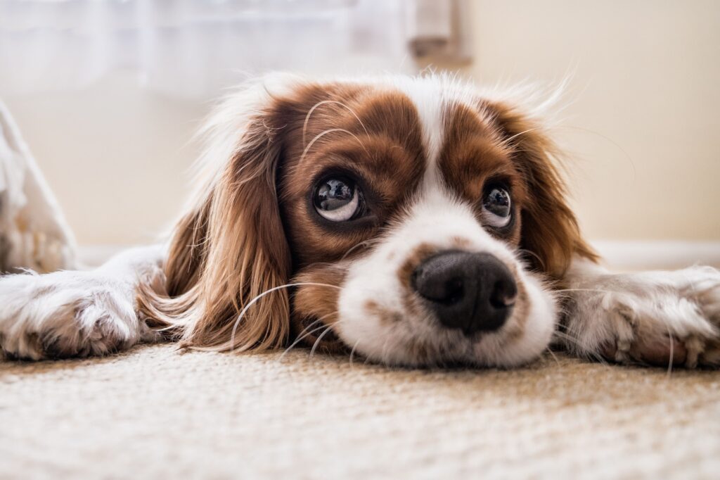 Training a puppy to be alone to prevent puppy separation anxiety