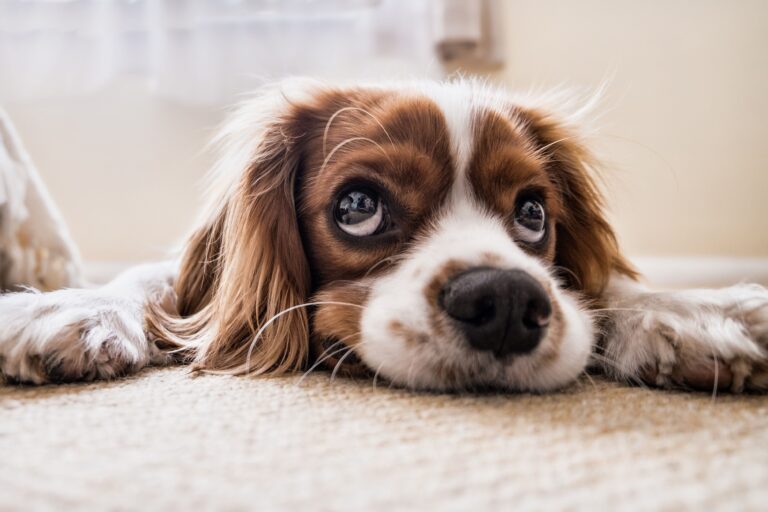 Training a puppy to be alone to prevent puppy separation anxiety