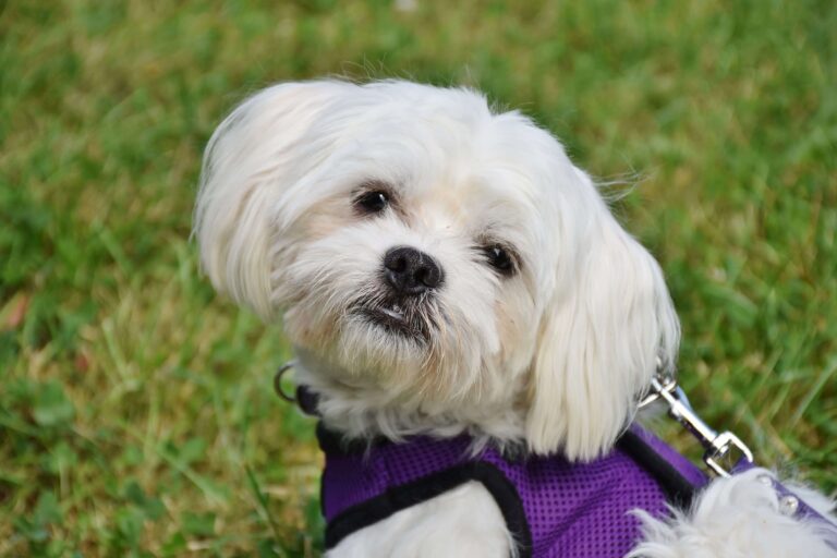 Maltese dog who keeps stopping on walks pictured sitting in grass wearing a purple harness