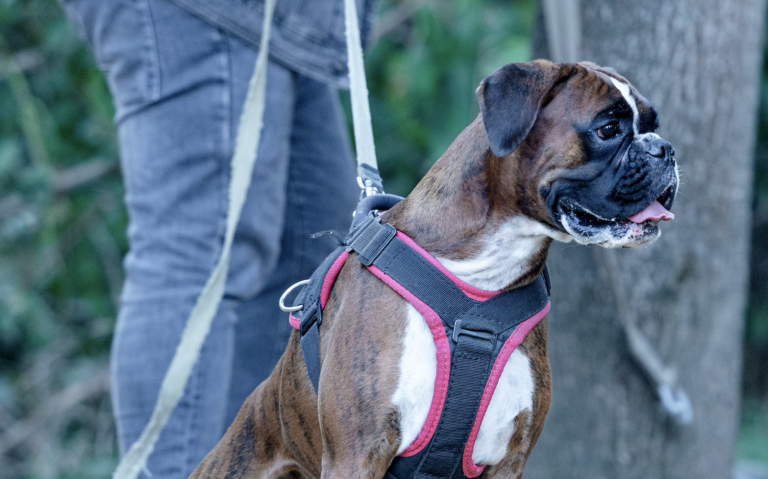 Train dog to walk on lead: Boxer pulling on the lead